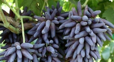 Popis a charakteristika moštové odrůdy prsty čarodějnice, historie a pravidla pěstování